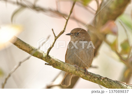 カヤクグリ 137089837