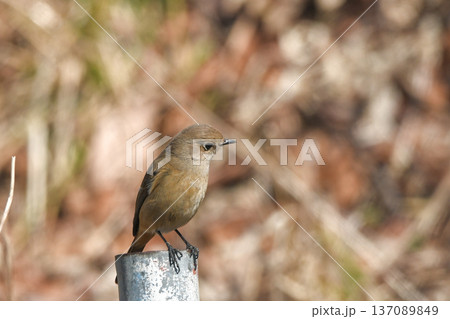 ジョウビタキ 137089849