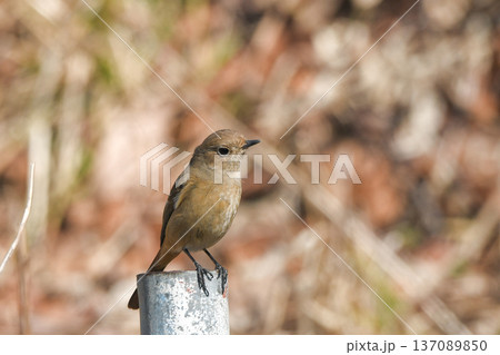 ジョウビタキ 137089850