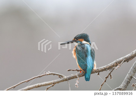 カワセミ 137089916
