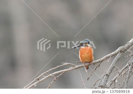 カワセミ 137089919