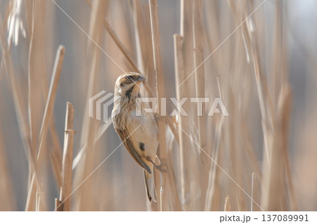 オオジュリン 137089991