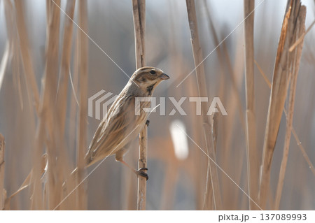 オオジュリン 137089993