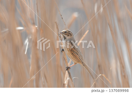 オオジュリン 137089998