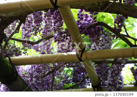 藤の花のある風景 藤の花のある風景 137090194