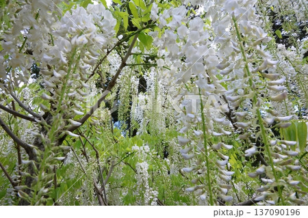藤の花のある風景 藤の花のある風景 137090196