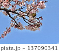 青空に映えるピンクの寒桜とメジロ 137090341