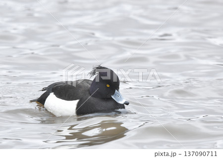 キンクロハジロ 137090711