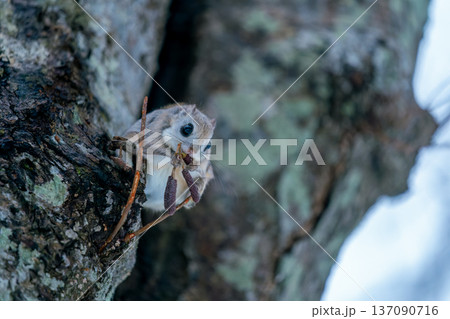 木にとまるエゾモモンガ 137090716