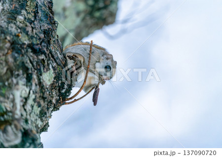 木にとまるエゾモモンガ 137090720