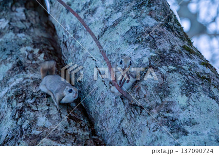 木の幹に現れた二匹のエゾモモンガ 137090724