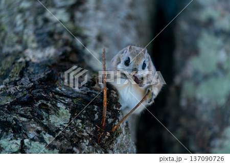 木にとまるエゾモモンガ 137090726