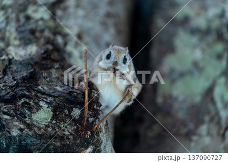 木にとまるエゾモモンガ 137090727