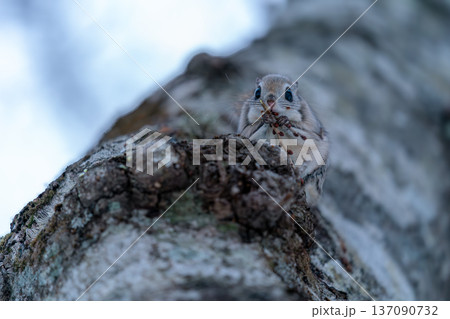 木にとまるエゾモモンガ 137090732