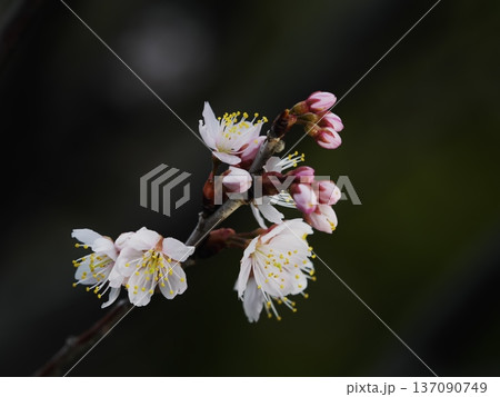 桜桃の花 137090749