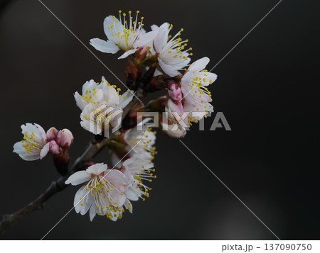 桜桃の花 桜桃の花 137090750