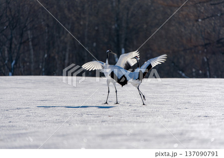 ペアで踊るタンチョウ 137090791