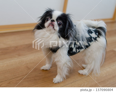 かわいい狆（チン）が見上げる室内ポートレート｜日本犬のペット写真 137090804