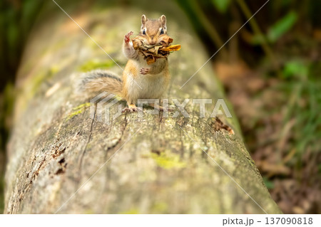 枯れ葉を咥えた冬支度中のエゾシマリス 137090818