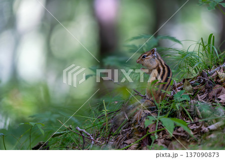 地面で餌を探すエゾシマリス 地面で餌を探すエゾシマリス 137090873