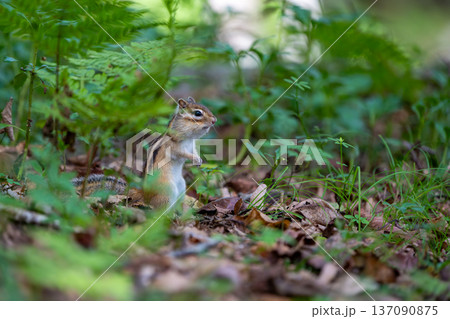地面で餌を探すエゾシマリス 137090875