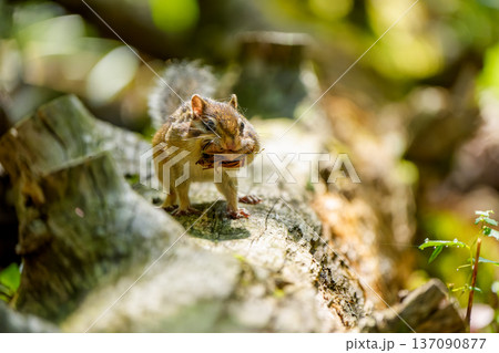 倒木の上で枯れ葉を咥えたエゾシマリス 137090877