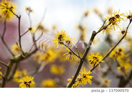 名園に春の訪れ 137090970