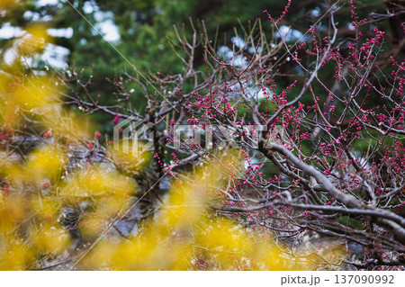 名園に春の訪れ 名園に春の訪れ 137090992
