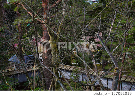 名園に春の訪れ 137091019