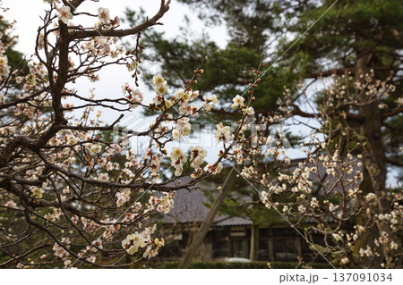 名園に春の訪れ 名園に春の訪れ 137091034