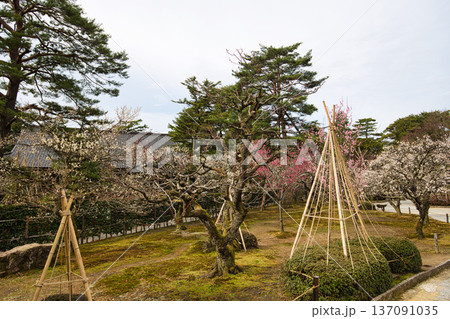 名園に春の訪れ 137091035