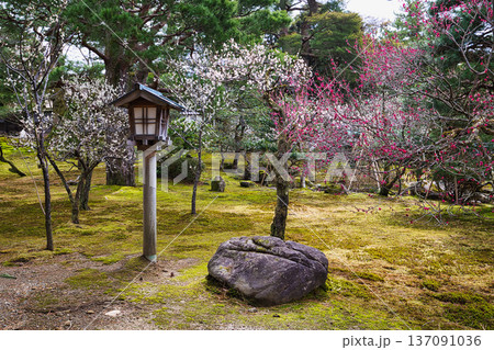 名園に春の訪れ 名園に春の訪れ 137091036
