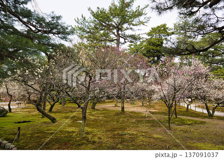 名園に春の訪れ 137091037