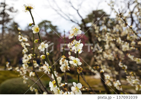 名園に春の訪れ 137091039