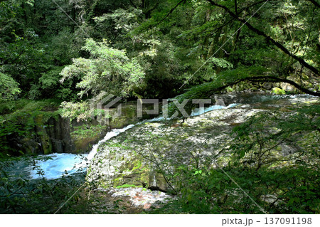 新緑の菊池渓谷 新緑の菊池渓谷 137091198