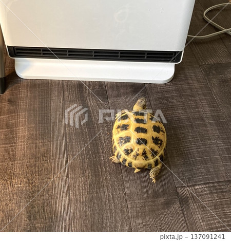 ヒーターに当たってぬくぬくするロシアリクガメ ヒーターに当たってぬくぬくするロシアリクガメ 137091241