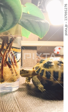 スイカぺぺに興味があるロシアリクガメ スイカぺぺに興味があるロシアリクガメ 137091276