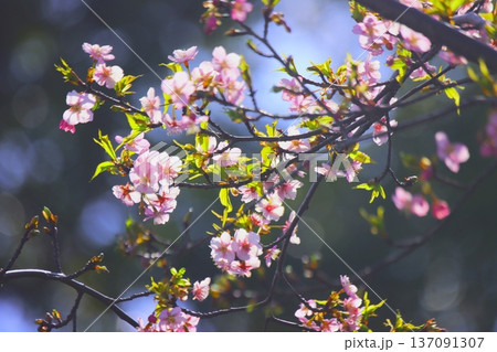 河津桜 河津桜 137091307