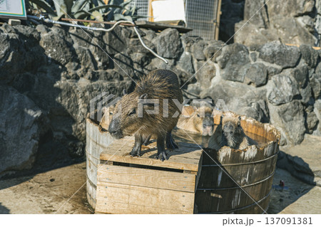 水上がりの赤ちゃんカピバラ　木桶の前でたたずむ姿 137091381