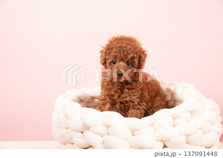 ピンクバックとカメラ目線のトイプードルの仔犬 ピンクバックとカメラ目線のトイプードルの仔犬 137091448
