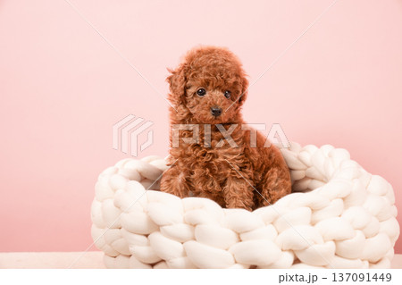 ピンクバックとトイプードルの仔犬 ピンクバックとトイプードルの仔犬 137091449