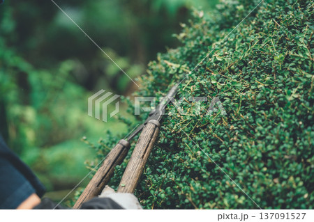 Japanese Gardener 137091527