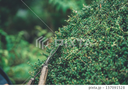Japanese Gardener Japanese Gardener 137091528