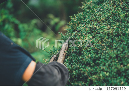 Japanese Gardener Japanese Gardener 137091529