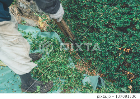 Japanese Gardener Japanese Gardener 137091530