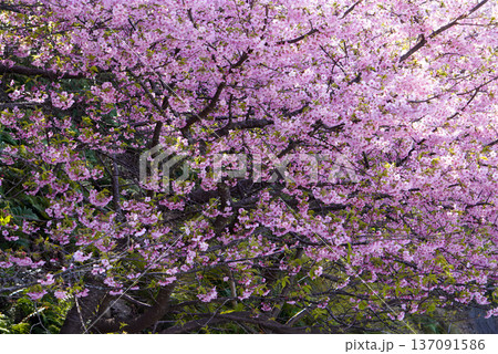 満開に咲き誇る河津桜の風景 満開に咲き誇る河津桜の風景 137091586