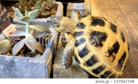 多肉植物を食べようとするロシアリクガメ 137091596