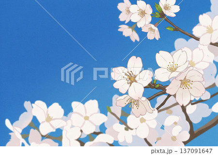 青空と白い桜・イラスト 137091647
