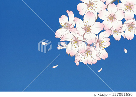 青空と白い桜2・イラスト 137091650