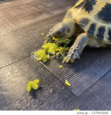 菜花を食べるロシアリクガメ 137091686